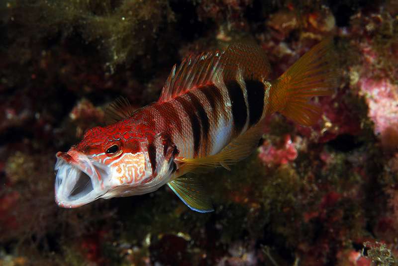 Reyno de Navarra de Fotograf&iacute;a submarina 2011